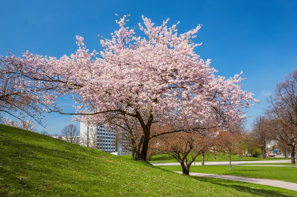 Blossoming apple tree in a park — Stock Photo, Image