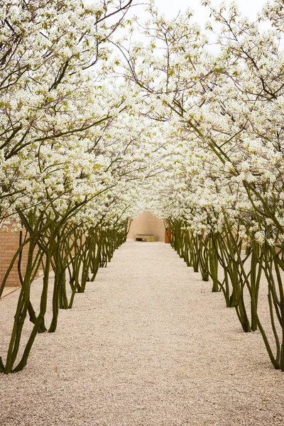 花りんご並木道 — ストック写真