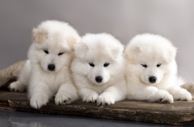 Three Samoyed puppies clipart