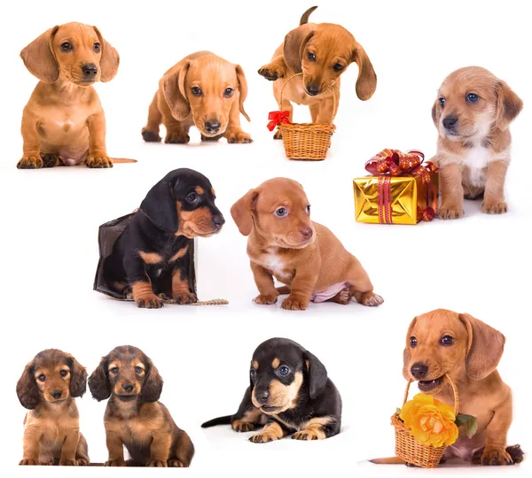 Dachshund puppies in different poses — Stock Photo, Image