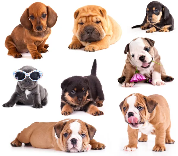 Puppies of different breeds, Dachshund, Shar Pei, Rottweiler, Bulldog, French Bulldog. — Stock Photo, Image