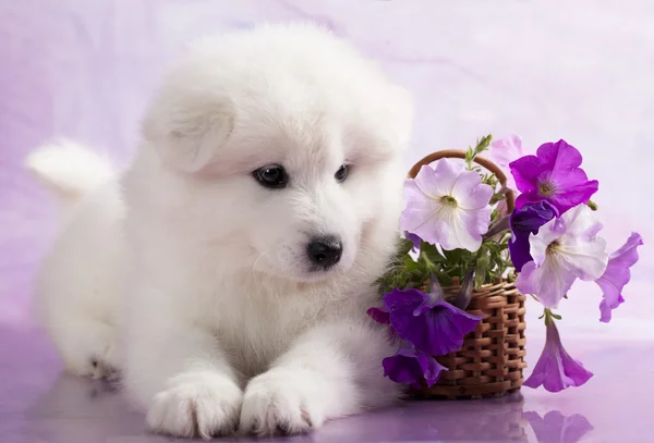 Samojed pes ve studiu na fialovém pozadí a květiny — Stock fotografie