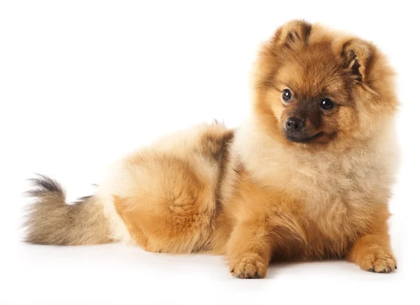 Tyska spitz hund på vit bakgrund — Stockfoto