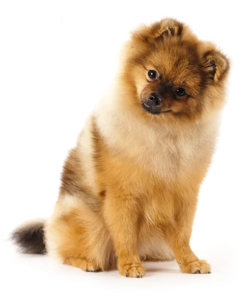 German Spitz dog on white background — Stock Photo, Image