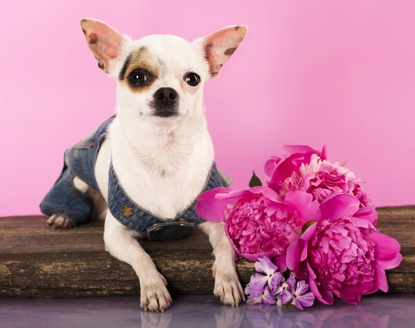 Chihuahua — Stockfoto