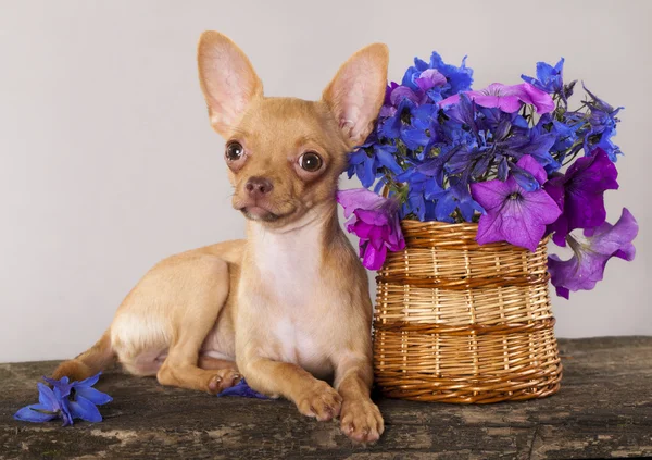 Szczeniak chihuahua — Zdjęcie stockowe