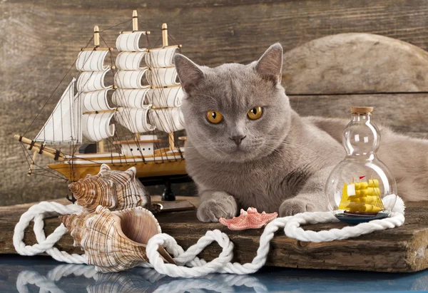 Cat and marine sailboat — Stock Photo, Image