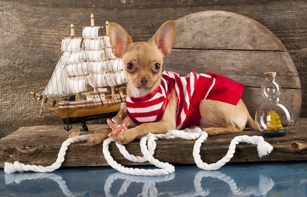 Cachorro Chihuahua — Foto de Stock