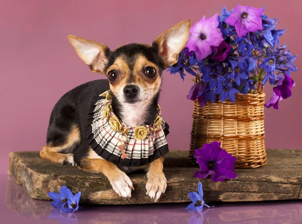 Cachorro Chihuahua — Foto de Stock