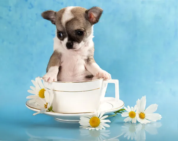 Chiot assis dans une tasse — Photo