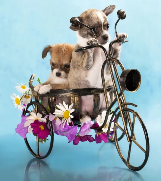 The puppy chihuahua on a bicycle in studio — Stock Photo, Image