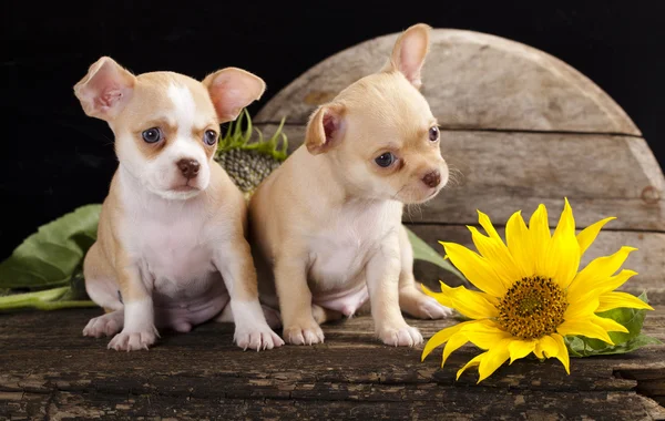 Chihuahua pup — Stockfoto