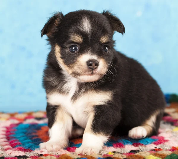 チワワ子犬 — ストック写真