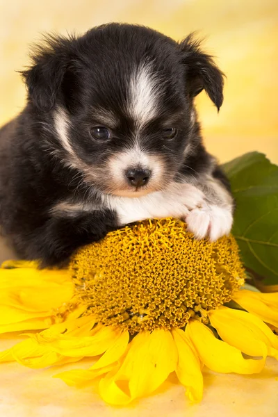 Chihuahua yavrusu — Stok fotoğraf