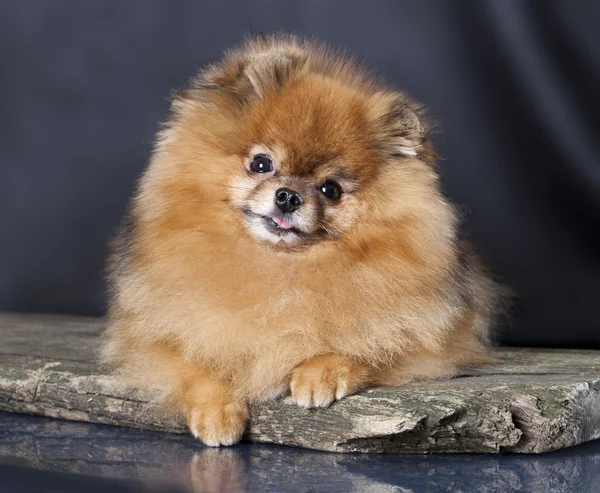 Tvo spitz cachorros —  Fotos de Stock