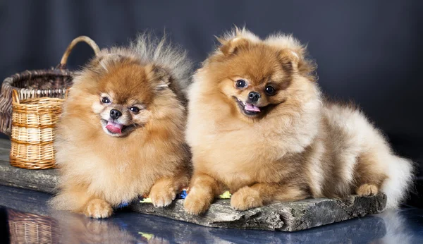 Spitz σκυλί αγάπη ζευγάρι — Φωτογραφία Αρχείου