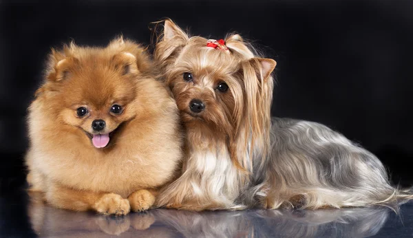 Spitz hond en Terriër van yorkshire — Stockfoto