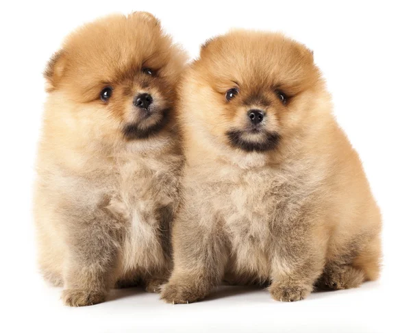 Tvo spitz puppies — Stock Photo, Image
