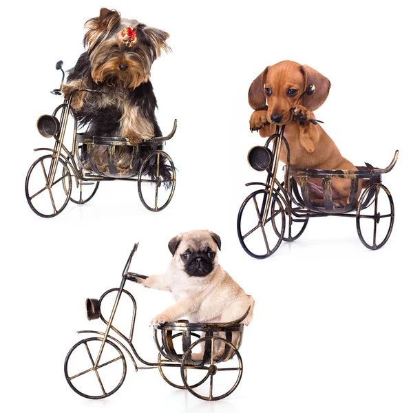 Cachorros em uma bicicleta yrkshirsky Terrier, Dachshund, Pug — Fotografia de Stock