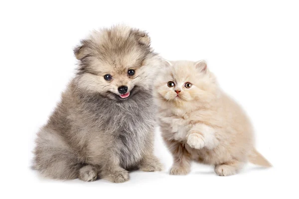 Cachorro spitz y gatito persa — Foto de Stock