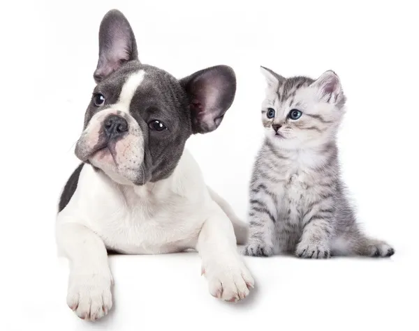Chien Chat Images Libres De Droit Photos De Chien Chat Depositphotos Chien Chat Images Libres De Droit Photos De Chien Chat Depositphotos