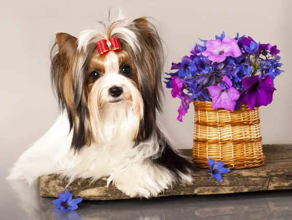 Beaver-York-Terrier — Stockfoto