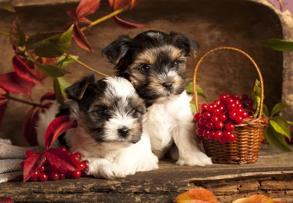 Biewer terrier yavruları — Stok fotoğraf