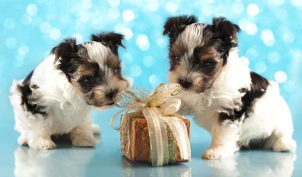 Biewer terrier pups — Stockfoto