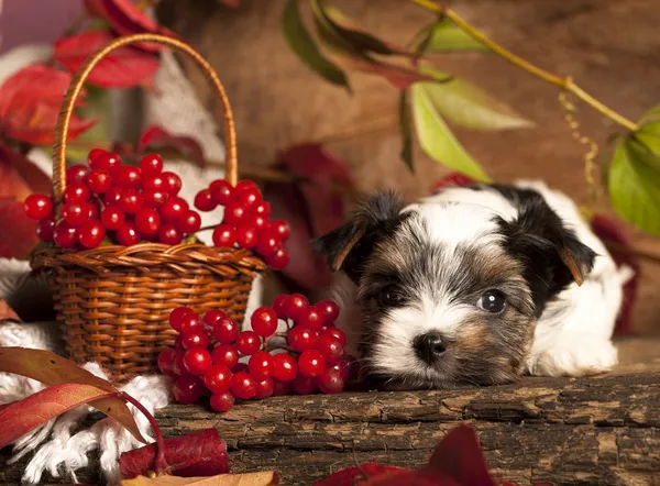 Biewer terrier cachorros — Fotografia de Stock