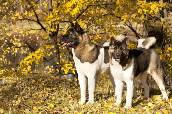 TVO hund — Stockfoto