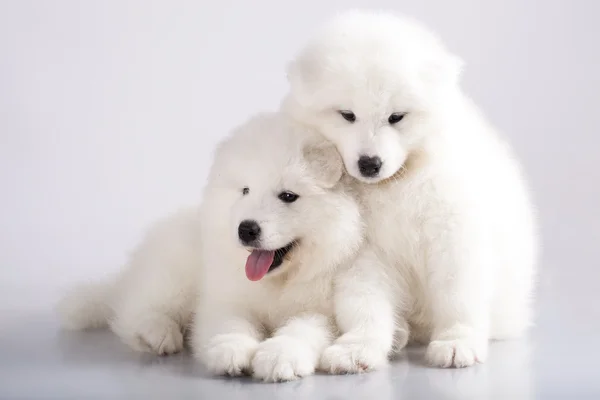 Filhotes engraçados de cão Samoyed — Fotografia de Stock