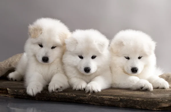 Samoyed dog — Stok fotoğraf