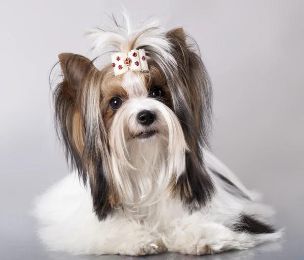 Terrier del Beaver Yorkshire — Foto Stock