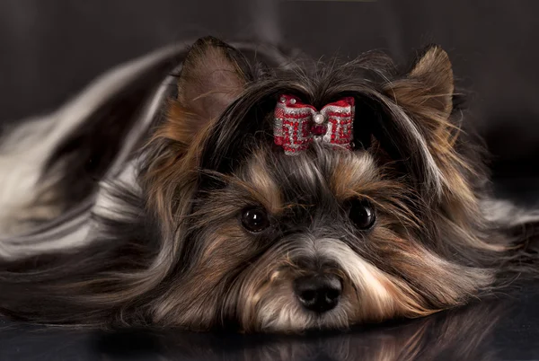 Castor Yorkshire Terrier — Fotografia de Stock