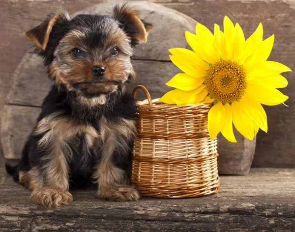 Yorkshire chiot terrier — Photo