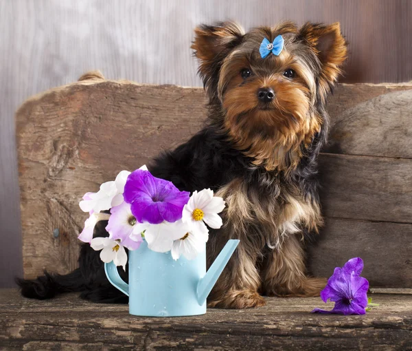 Bäver yorkshire terrier — Stockfoto