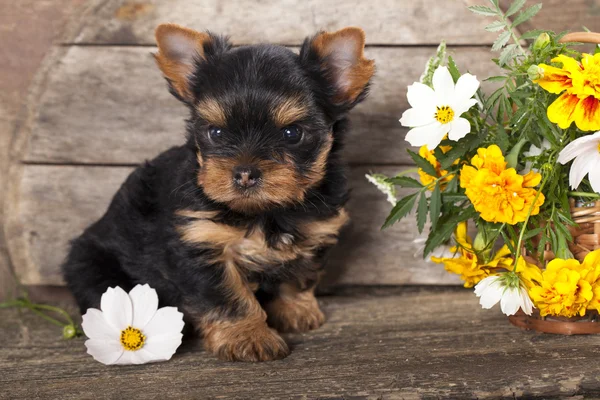 Yorkshire terrier valp — Stockfoto