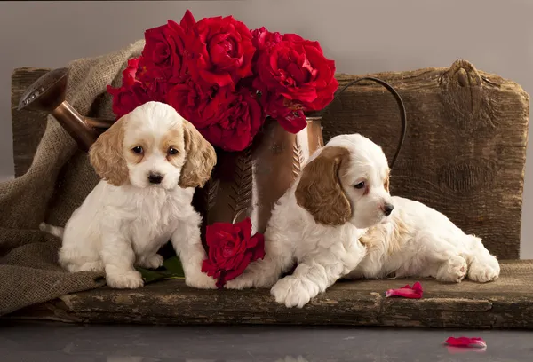 14 039 Cocker Spaniel Stock Photos Cocker Spaniel Images Depositphotos