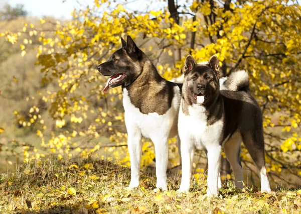 Amerikanische akita — Stockfoto