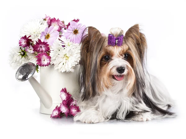 Biewer Yorkshire Terrier — Stockfoto