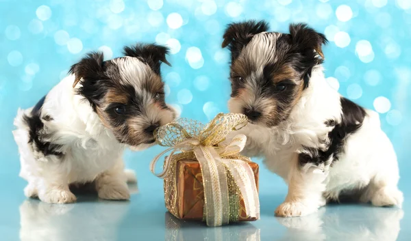 Biewer terrier cuccioli condividere regalo di Natale — Foto Stock