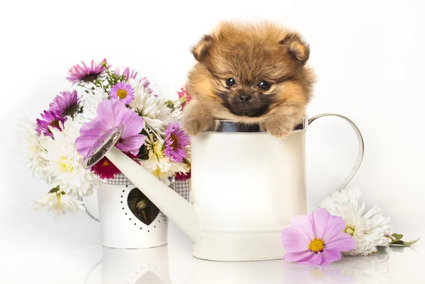 Spitz ลูกสุนัขและดอกไม้ — ภาพถ่ายสต็อก