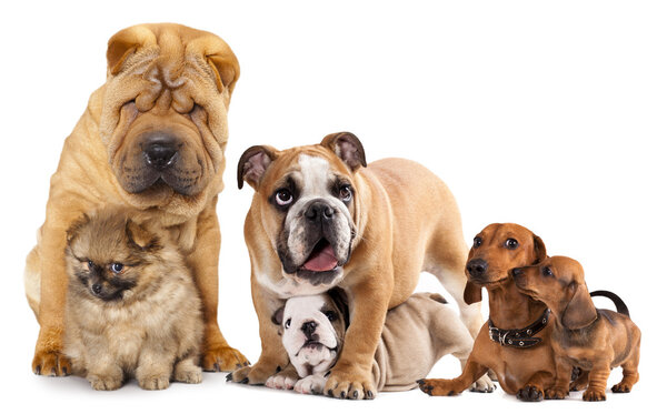 Grupo de perros — Foto de Stock