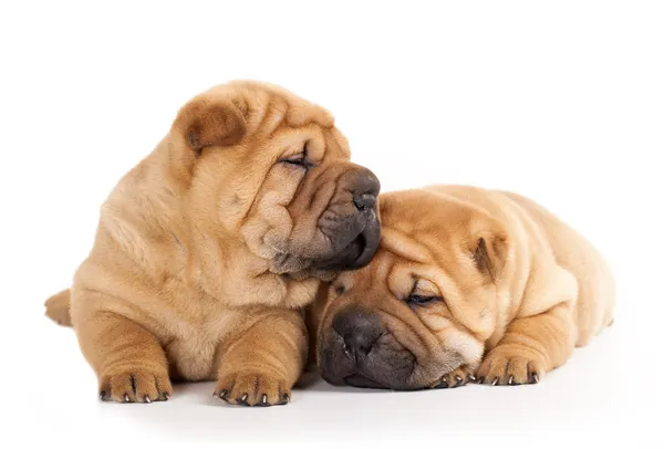 Sharpei yavruları — Stok fotoğraf