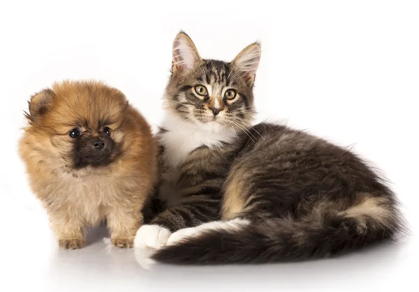 Katt och hund — Stockfoto