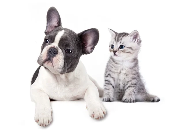 Katze und Hund — Stockfoto