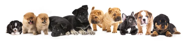 Group of Puppies — Stock Photo, Image