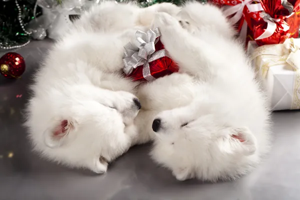 White spitz and New Year gift — Stock Photo, Image