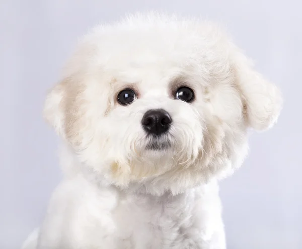 Bichon frise puppy dog — Stock Photo, Image