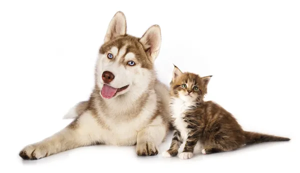 Gato y perro — Foto de Stock